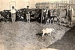 Gado e pastores da Qt do Ingls, em Outubro de 1921.