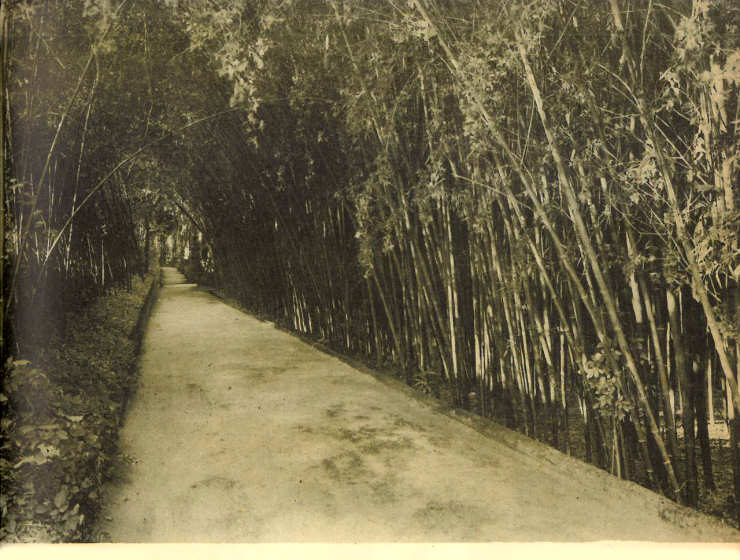 gueda - Avenida dos bambus, no Palcio dos Condes da Borralha