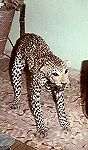 Leopardo embalsamado morto por um civil. Foto Mário Silva.