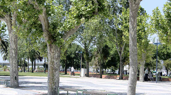 rvores do Rossio - Aveiro, 2008