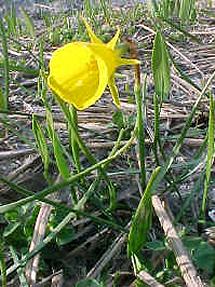 Narcisus bulbocodium