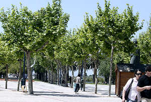 Rossio de Aveiro - 2008