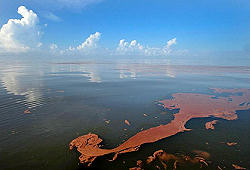 Manchas de petrleo no golfo Mxico, as chamadas panquecas. Clicar para ampliar.