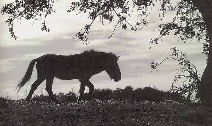 Cavalo de «Prezwalski». - Clicar para ampliar.