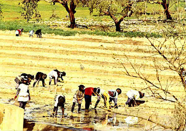 N. 077/67 - ALGARVE PORTUGAL - Plantao de arroz - Ed. F. J. VAHRMEYER - H. M. JEFFREY - 1967 - Dimenses: 14,7x10,3 cm. - Col. Ftima Bia