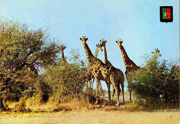 N. 1 MUPA (Angola) Girafa - Edio Lello-Angola - S/D - Dimenses: 14,9x10,35 cm. - Col. Manuel Bia (1973).