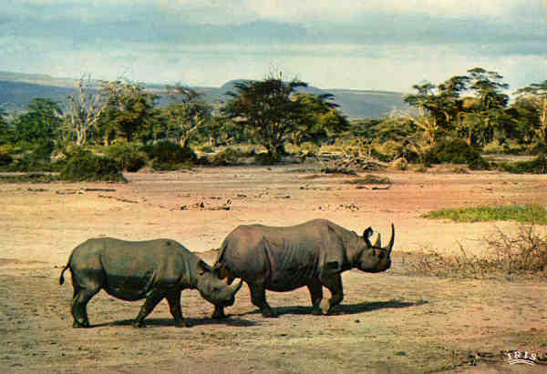 N. 4062 - FAUNA AFRICANA Rinoceronte - Ed.IRIS - S/D - Dimenses: 15x10,3 cm. - Col. Jos Manuel C. Pereira (1971).