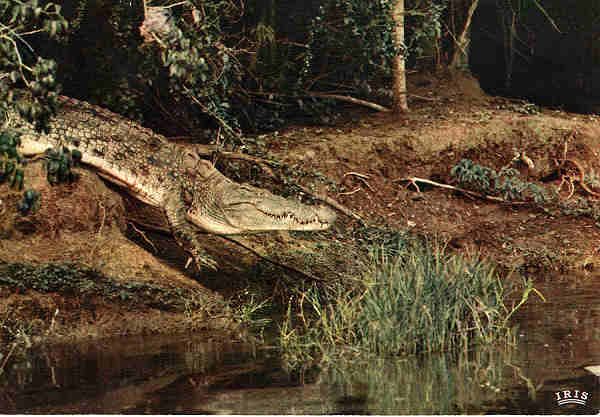 N. 4065 - FAUNA AFRICANA Crocodilo - Ed.HOA-QUI - S/D - Dimenses: 15x10,3 cm. - Col. Jos Manuel C. Pereira (1971).