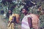 SN - ANGOLA. Mulheres de Maquela do Zombo - Edio do Centro de Informao e Turismo de Angola (1964) - SD - Dim. 14,4x9,6 cm. - Col. A. Monge da Silva