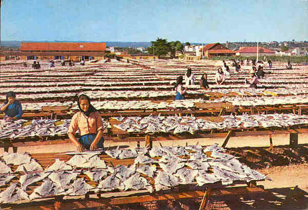 N. 75 - PORTUGAL A seca do peixe - Edio do Centro de Caridade "Nossa Sr do Perptuo Socorro", Porto - S/D - Dimenses: 15x10,4 cm. - Col. nio Semedo