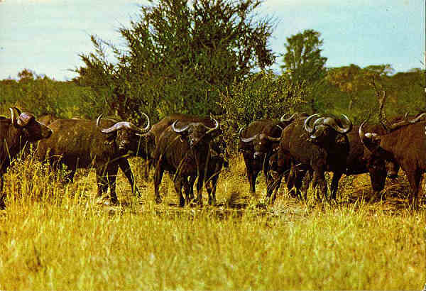 N. B6/18 - BUFALOS (SYNCERUS caffer caffer) - Publicado pela Sociedade de Safaris de Moambique (SARL) com autorisao de Big Game Photography - S/D - Dimenses: 15x10,2 cm. - Col. Manuel Bia (1970)