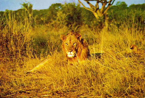 N. L3/23 - LEO (LEO leo krugeri) - Publicado pela Sociedade de Safaris de Moambique (SARL) com autorisao de Big Game Photography - S/D - Dimenses: 15x10,2 cm. - Col. Manuel Bia (1970)