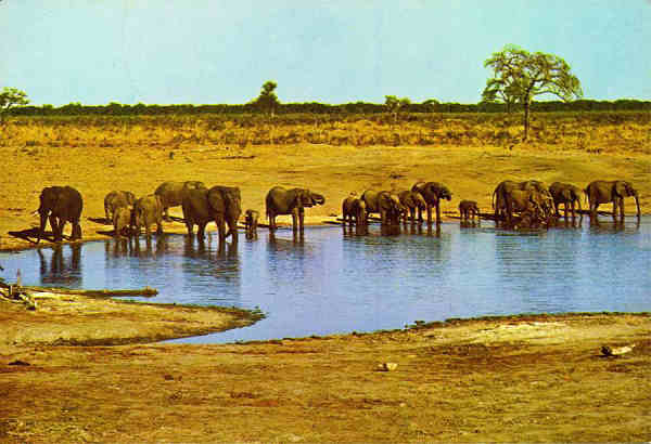N. E2/34 - ELEFANTES BEBENDO (LOXODONTA africana africana) - Publicado pela Sociedade de Safaris de Moambique (SARL) com autorisao de Big Game Photography - S/D - Dimenses: 15x10,2 cm. - Col. Manuel Bia (1970)