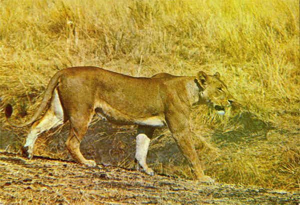 N. L3/87 - LEOA (Panthera leo) - Publicado pela Sociedade de Safaris de Moambique (SARL) com autorisao de Big Game Photography - S/D - Dimenses: 15x10,2 cm. - Col. Manuel Bia (1970)