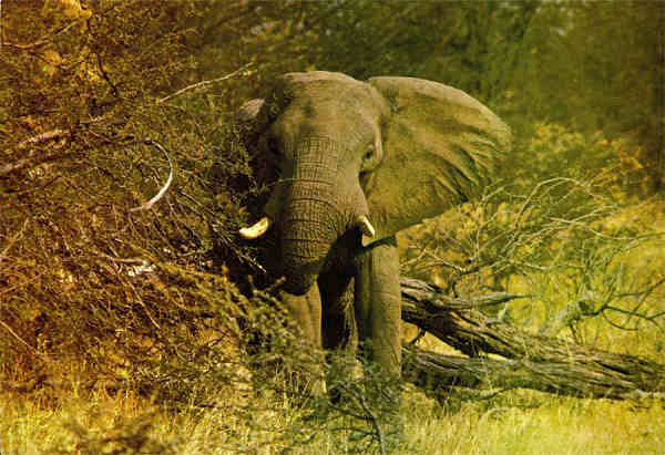 N. E2/104 - ELEFANTE (Loxodonta africana) - Publicado pela Sociedade de Safaris de Moambique (SARL) com autorisao de Big Game Photography - S/D - Dimenses: 15x10,2 cm. - Col. Manuel Bia (1970)