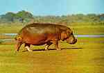 N. H5/19 - HIPOPTAMO (Hippopotamus amphibia capensis) - Publicado pela Sociedade de Safaris de Moambique (SARL) com autorisao de Big Game Photography - S/D - Dimenses: 15x10,2 cm. - Col. Manuel Bia (1970)