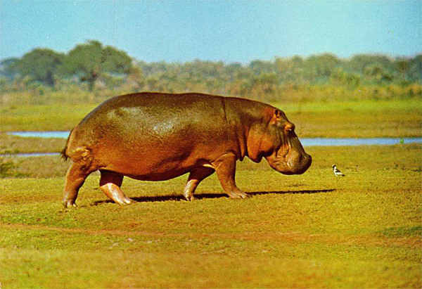 N. H5/19 - HIPOPTAMO (Hippopotamus amphibia capensis) - Publicado pela Sociedade de Safaris de Moambique (SARL) com autorisao de Big Game Photography - S/D - Dimenses: 15x10,2 cm. - Col. Manuel Bia (1970)