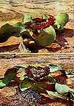 N. 9 - WELWITSHIA MIRABILIS (Macho e fmea) Planta nica no mundo. Existente apenas no Deserto de Momedes - Edio da FOTO ROVIC, C. P. 300, tel. 118 Momedes - S/D - Dimenses: 10,7x15 cm. - Col. Manuel Bia (1973).