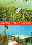 N.º 776 - S. MIGUEL - Açores Estufas de Ananases - Ed. CÓMER - Trav. do Alecrim, 1 - TELF.328775 LISBOA-PORTUGAL - S/D - Dim. 10,5x15 cm. - Col. Manuel Bóia (1981).