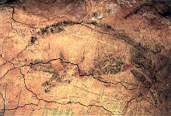 N 1155 - Cuevas de Altamira. Javali - Foto J. Adolfo,Torrelavega - Dim. 15,1x10,6 cm - Col. Amlcar Monge da Silva
