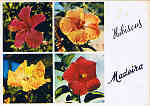 MD 360 - MADEIRA Hibiscus - Cardeal - Ed. Francisco Ribeiro - Rua Nova de S. Pedro, 27 telef.23930 FUNCHAL - MADEIRA - SD - Dim. 14,8x10,4 cm - Col. Manuel e Ftima Bia (1975).