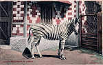 S/N - Zebra do Jardim Zoolgico - Editor "A Editora", Conde Baro, 50, Lisboa - Dim. 139x89 mm - Col. A. Monge da Silva (cerca de 1925)