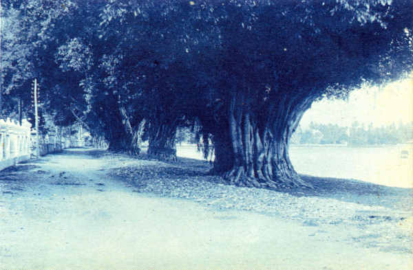 SN - Avenida marginal de Dili - Edio annima -  SD - Dim. ??x?? cm - Col. Monge da Silva (Cerca de 1910)