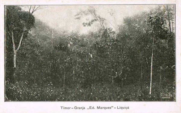 SN - Timor - Granja "Eduardo Marques" - Liqui - Edio da Circunscrio Civil de Liqui -  SD - Dim. ??x?? cm - Col. Monge da Silva (Cerca de 1925)