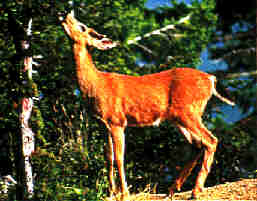 Parque de fauna e flora de Castelo