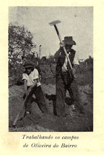 Trabalhando os campos de Oliveira do Bairro