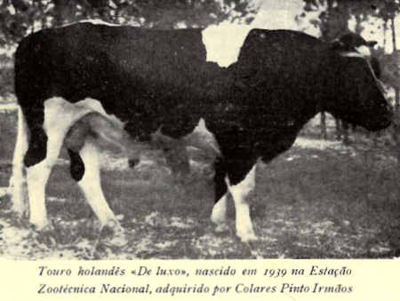 Touro holands De Luxo, nascido em 1939 na Estao Zootcnica Nacional, adquirido por Colares Pinto Irmos