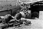 Criao de porcos no Quixico, em 1972. Na imagem, Antnio Ferreira.