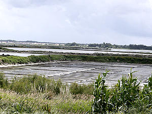 Salinas de Aveiro. Troncalhada.