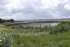 Salinas de Aveiro - 2008