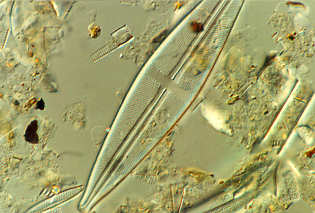 5 - Stauroneis phoenicenteron