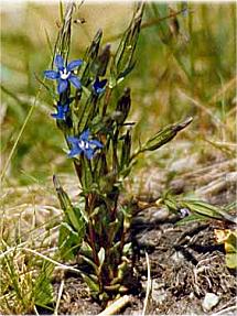 Gentiana pneumonanthe L.