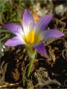 Romulea bulbocodium