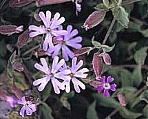 Silene foetida SPRENGEL