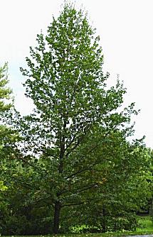 Quercus robur L.